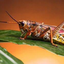 cricket Insects Wallpapers Animals Nature Backgrounds