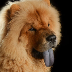 Image Chow Chow Dogs Ginger color Snout Head Animals