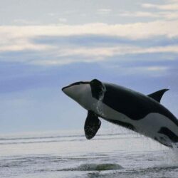 Orca Hd Wallpapers