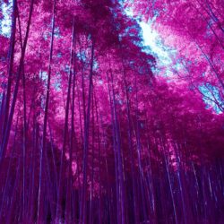 Wallpapers Arashiyama Bamboo Grove, Forest, Infrared, Pink, HD