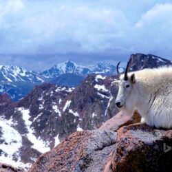 Mountain goat on Mount Evans, near Denver, Colorado