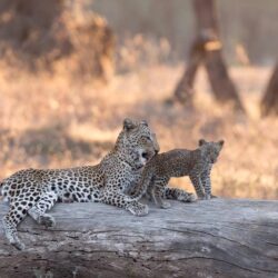 Wallpapers leopard, Africa, log, cub, kitty, bokeh, Zambia, Lower