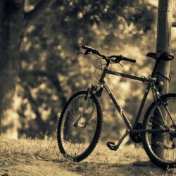 miscellaneous bike bicycle nature sports tree leaves blur backgrounds