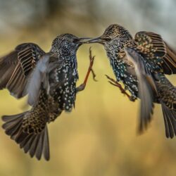 Two brown birds, birds, european starling HD wallpapers