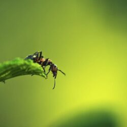 Ant Wallpapers 7