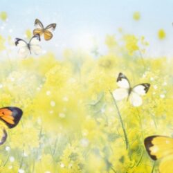Butterfly Wallpapers 45