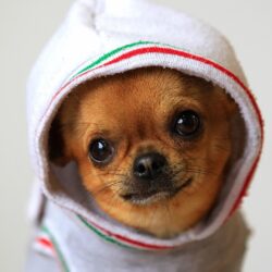 Animals dogs funny chihuahua wallpapers