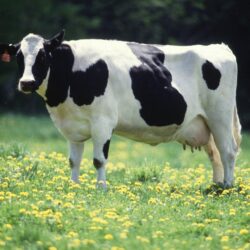Cow Wallpapers 18