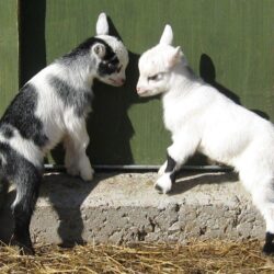 Baby Goats Wallpapers