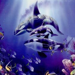 Beautifull Purple Orca Wallpapers High Resoluti Wallpapers
