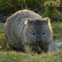 Wombat Wallpapers High Quality