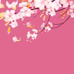 sakura.flower