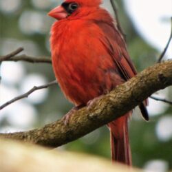 Geotripper’s California Birds: A Northern Cardinal…in Hawai’i? The