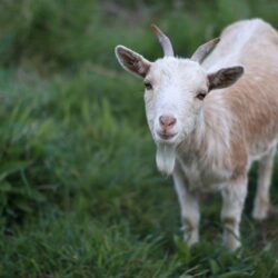 HD Goat Pictures Wallpapers and Photos