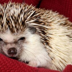 Hedgehog HD Wallpapers