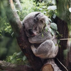 Gray koala, animals, koalas HD wallpapers