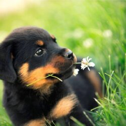 Rottweiler Dogs HD Wallpapers