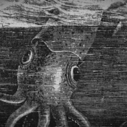 The Giant Squid’s Biggest Mystery