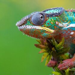 Colored Chameleon Wallpapers