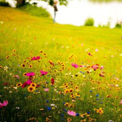 56 stocks at Wildflower Meadow Wallpapers group