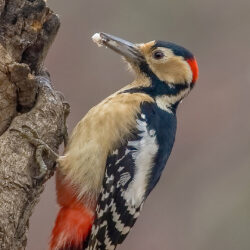 Woodpecker Android wallpapers