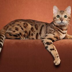 Bengal cat posing on a brown backgrounds wallpapers and image
