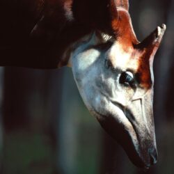 male Okapi