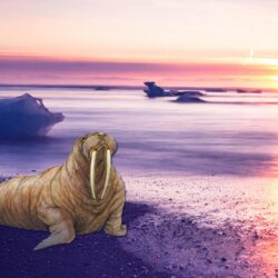 8 Walrus Wallpapers HD Backgrounds Free Download