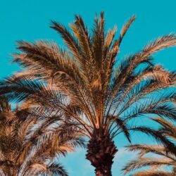 Download wallpapers palm trees, genoa, italy iphone 4s/4 for