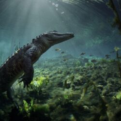 Meet the Residents of Everglades National Park