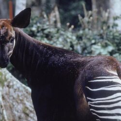 Saving Okapi in the Democratic Republic of Congo