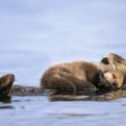 Animals Alaska Otters Gulf Baby Sea Allin Otter Wallpapers Desktop