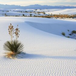Beach Growing New Mexico Nature Sand National Yucca White Sands