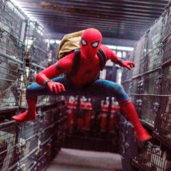 Spider Man Homecoming HD Wallpapers