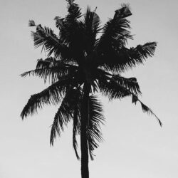 Let’s go Coconuts! Enjoy 10 Tropical iPhone Wallpapers!