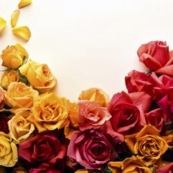 Rose Photo Wallpapers Pictures 5 HD Wallpapers