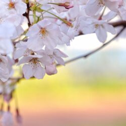 Sakura flower wallpapers image all free download