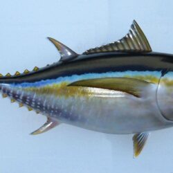 Tuna.Giant Bluefin Tuna Fishing Poster. Wild Caught Tuna. Tuna
