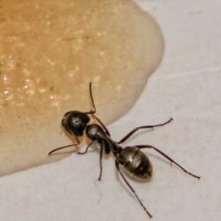 Carpenter Ants Control Traps : Outdoor Decorations
