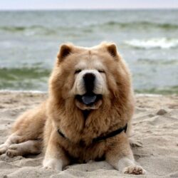 Chow Chow Puppies Widescreen Wallpapers Of High Resolution Free Dog