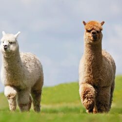 Wallpapers Lama 2 Meadow Animals