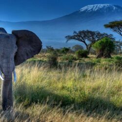 Elephant Dry Grass Trees Mount Kilimanjaro Hd Desktop Wallpapers