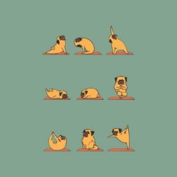 Funny Pug Doing Yoga