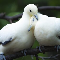 Wallpapers Birds Pigeons Two Animals