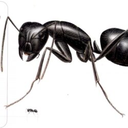 Black Ants Vs Carpenter Ants