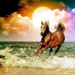 Arabian Horse Wallpapers