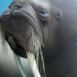 Download wallpapers walrus, tusks, face, blurring