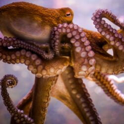 octopus tentacles wallpapers