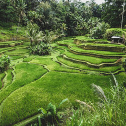 Wallpapers Indonesia Ubud Bali Nature Fields Tropics