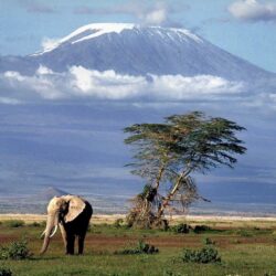 africa mount kilimanjaro elephant animals nature landscape